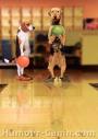 lol les chiens aussi s'y mettent